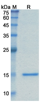 Caplacizumab (VWF A1 domain) - Research Grade Biosimilar