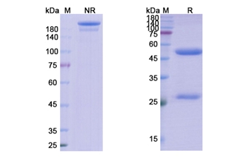 CDP571 (TNFSF2/TNF alpha/TNFA) - Research Grade Biosimilar