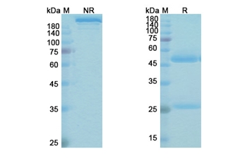 Cetrelimab (PDCD1/PD1/CD279) - Research Grade Biosimilar Antibody