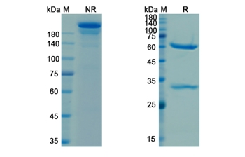 Cetuximab (EGFR) - Research Grade Biosimilar