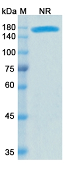 Cibisatamab (CD3E/CEACAM5) - Research Grade Biosimilar