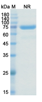 Citatuzumab Bogatox (EPCAM/CD326) - Research Grade Biosimilar