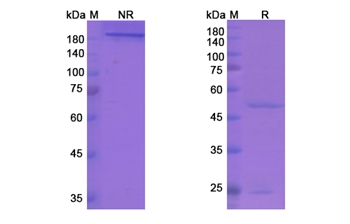 Cixutumumab (IGF1R/CD221) - Research Grade Biosimilar