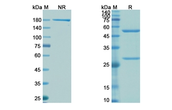 Clazakizumab (IL6) - Research Grade Biosimilar