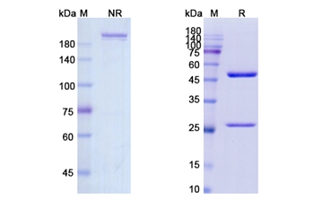 Clenoliximab (CD4) - Research Grade Biosimilar