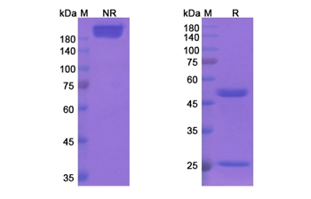 Clivatuzumab Tetraxetan (MUC1/CD227) - Research Grade Biosimilar