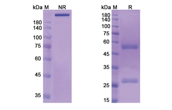 CMB-401 (MUC1/CD227) - Research Grade Biosimilar