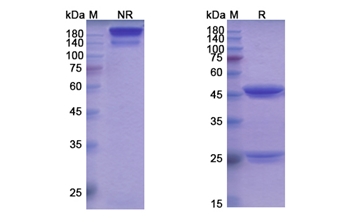 Cobolimab (HAVCR2/TIM3/CD366) - Research Grade Biosimilar