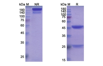 Cobolimab (HAVCR2/TIM3/CD366) - Research Grade Biosimilar Antibody