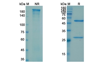 Cofetuzumab (PTK7) - Research Grade Biosimilar