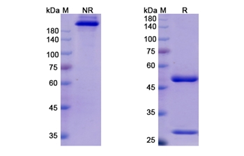Cosfroviximab (Zaire Ebola virus ) - Research Grade Biosimilar
