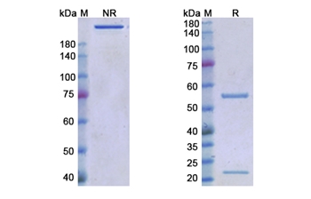 Cosibelimab (CD274/PD-L1/B7-H1) - Research Grade Biosimilar