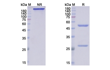 Crenezumab (APP Abeta42 and Abeta40) - Research Grade Biosimilar