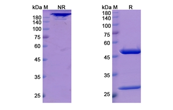 cT84.66 (CEACAM5/CD66e) - Research Grade Biosimilar