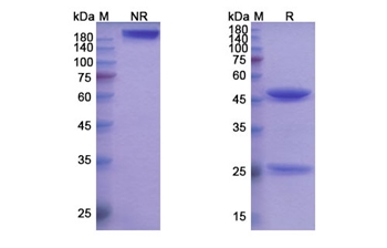 Cusatuzumab (CD70/TNFSF7) - Research Grade Biosimilar