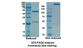 Daclizumab (IL2RA) - Research Grade Biosimilar