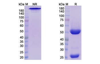 Daratumumab (CD38) - Research Grade Biosimilar Antibody
