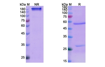 Denosumab (TNFSF11/CD254) - Research Grade Biosimilar