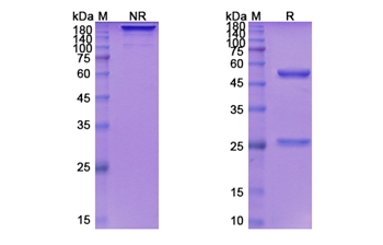 Depatuxizumab (EGFR) - Research Grade Biosimilar