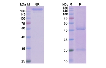 Dilpacimab (DLL4/VEGFA) - Research Grade Biosimilar
