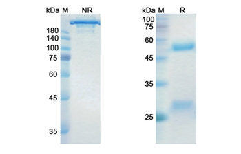 Dinutuximab (ganglioside GD2) - Research Grade Biosimilar