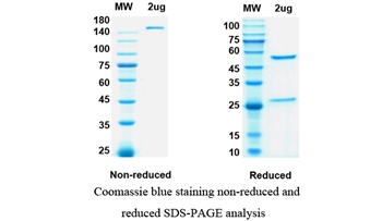 Diridavumab (influenza A virus hemagglutinin HA2 subunit from various strains) - Research Grade Biosimilar
