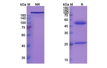 Disitamab (ERBB2/EGFR2/CD340) - Research Grade Biosimilar