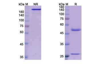 Domagrozumab (MSTN /GDF8) - Research Grade Biosimilar