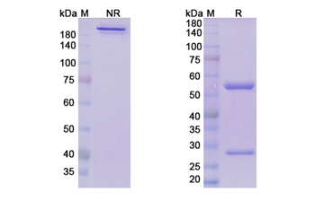 Donanemab (APP) - Research Grade Biosimilar