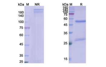 Dostarlimab (PDCD1/PD1/CD279) - Research Grade Biosimilar Antibody