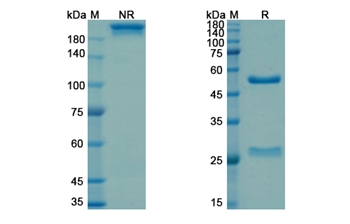 Drozitumab (TNFRSF10B/TRAILR2/CD262) - Research Grade Biosimilar