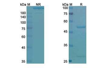 Duligotuzumab (ERBB3 ) - Research Grade Biosimilar
