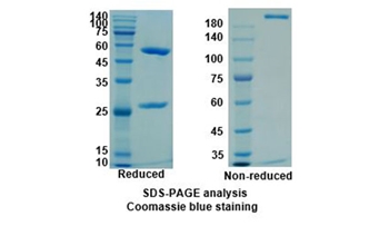 Dupilumab (IL4R/CD124) - Research Grade Biosimilar