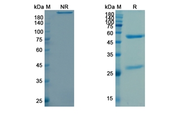 Durvalumab (CD274/B7-H1/PDL1) - Research Grade Biosimilar Antibody