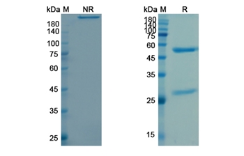 Durvalumab (CD274/B7-H1/PDL1) - Research Grade Biosimilar
