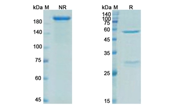 Ecromeximab (ganglioside GD4) - Research Grade Biosimilar