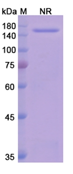 Eculizumab (C5) - Research Grade Biosimilar