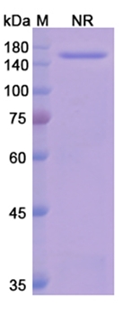 Eculizumab (C5) - Research Grade Biosimilar Antibody