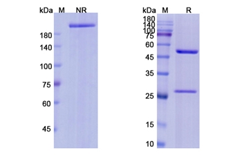 Edrecolomab (EPCAM) - Research Grade Biosimilar