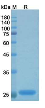 Efungumab (HSP91 homolog) - Research Grade Biosimilar