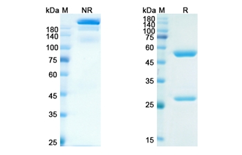 Eldelumab (CXCL10) - Research Grade Biosimilar
