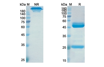 Elezanumab (RGMA) - Research Grade Biosimilar