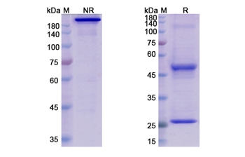 Elgemtumab (ERBB3) - Research Grade Biosimilar