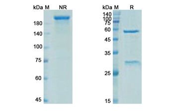Elipovimab (HIV-1 gp120) - Research Grade Biosimilar