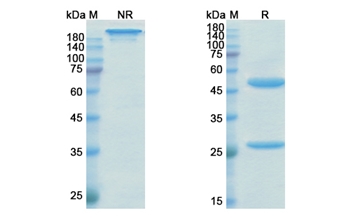 Emicizumab (F10/F9 activated form) - Research Grade Biosimilar