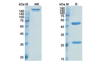 Enlimomab (ICAM1) - Research Grade Biosimilar