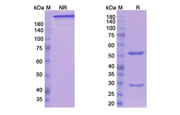 Ensituximab (MUC5AC) - Research Grade Biosimilar