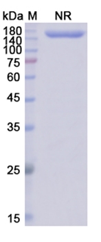 Epcoritamab (CD3E;MS4A1/CD20) - Research Grade Biosimilar