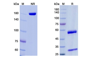 Erenumab (CALCRL/CGRP-R) - Research Grade Biosimilar