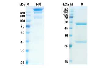 Erlizumab (ITGB2/CD18 ) - Research Grade Biosimilar